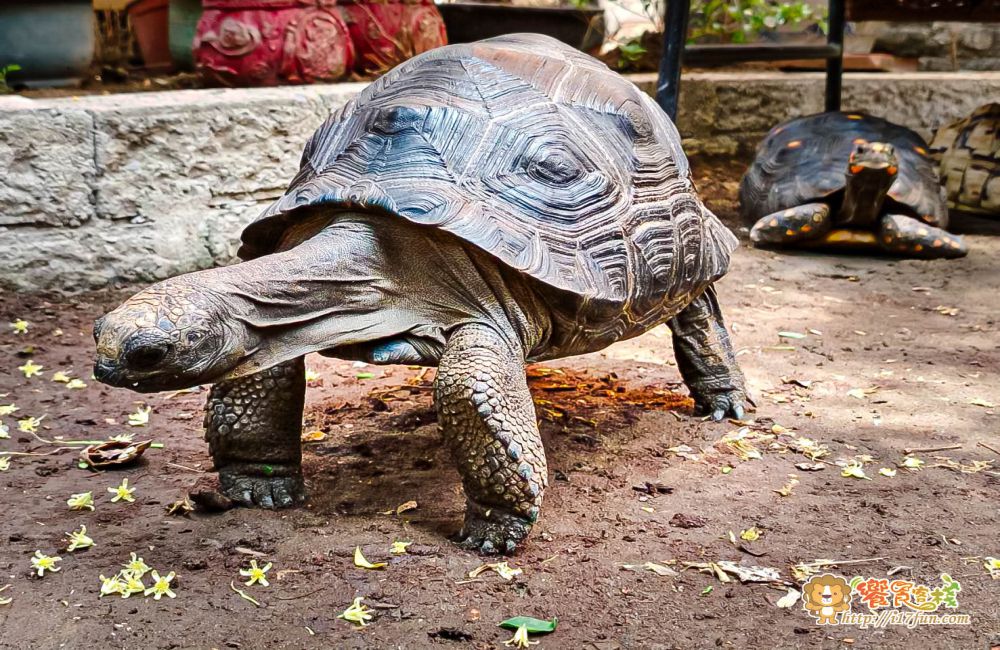 TG龜伴│高雄療癒系小店!結合陸龜互動與輕食簡餐,在80年日式老宅中,感受溫馨又放鬆的自然氛圍 - 第8張圖