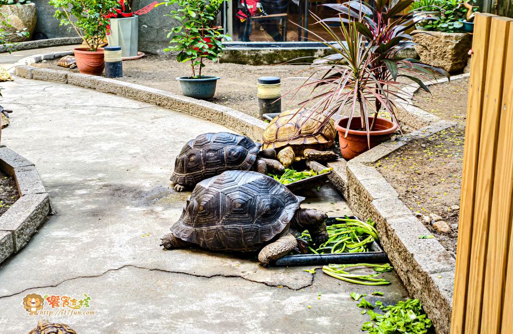 TG龜伴│高雄療癒系小店!結合陸龜互動與輕食簡餐,在80年日式老宅中,感受溫馨又放鬆的自然氛圍 - 第6張圖