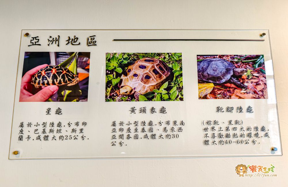 TG龜伴│高雄療癒系小店!結合陸龜互動與輕食簡餐,在80年日式老宅中,感受溫馨又放鬆的自然氛圍 - 第18張圖