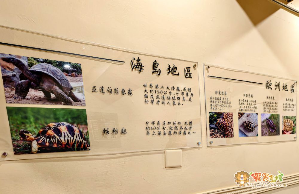 TG龜伴│高雄療癒系小店!結合陸龜互動與輕食簡餐,在80年日式老宅中,感受溫馨又放鬆的自然氛圍 - 第20張圖