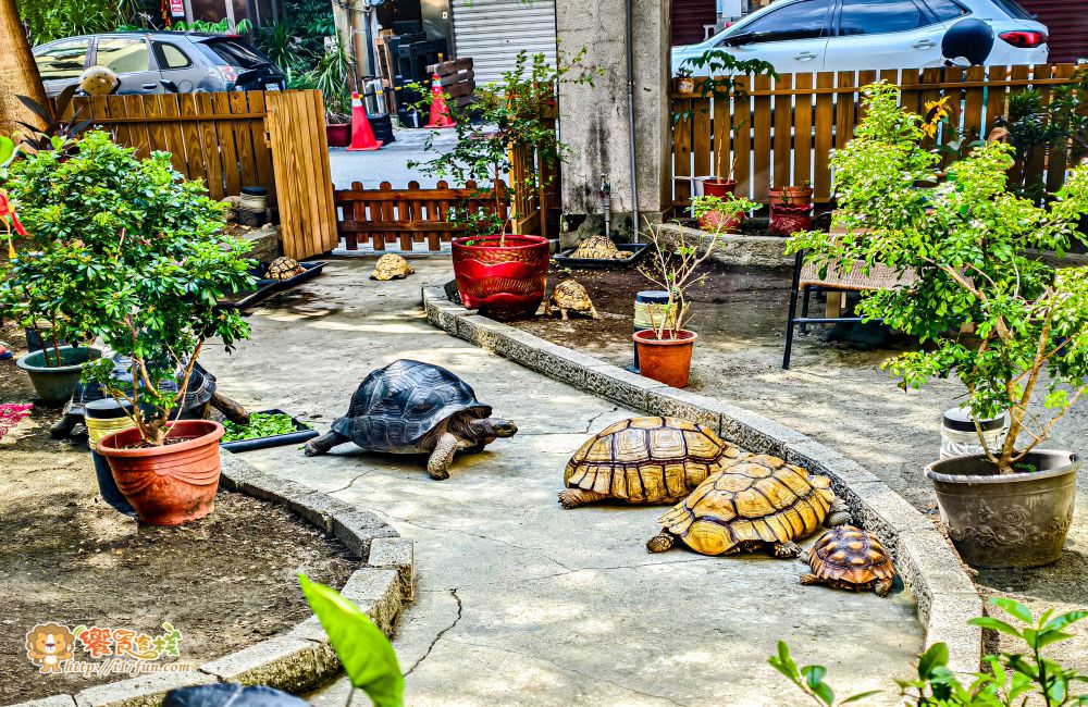 TG龜伴│高雄療癒系小店!結合陸龜互動與輕食簡餐,在80年日式老宅中,感受溫馨又放鬆的自然氛圍 - 第15張圖